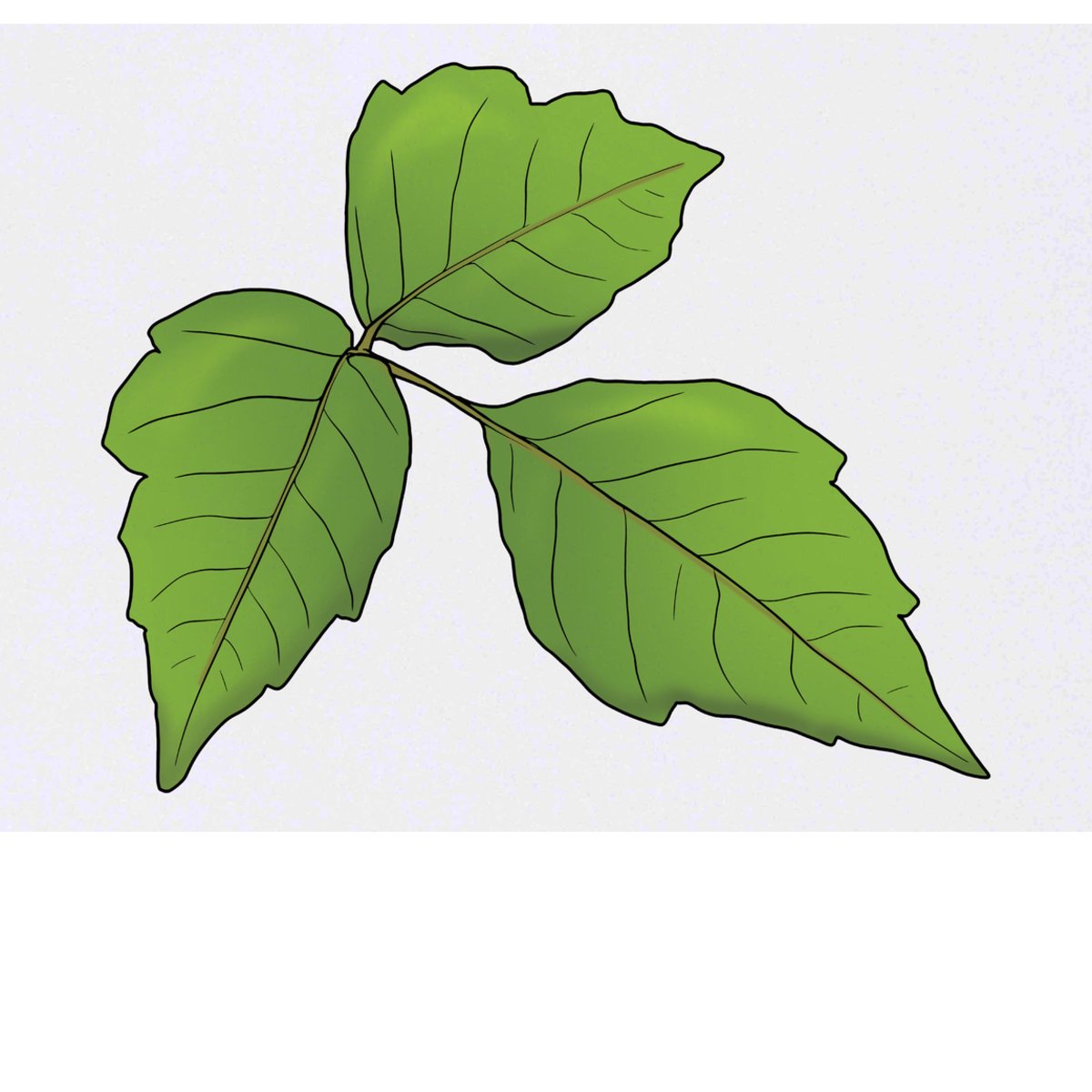 'Poison Ivy' Temporary Tattoo -  Water Resistant, Skin-Safe, Non-Toxic Transfer (TO00072243)