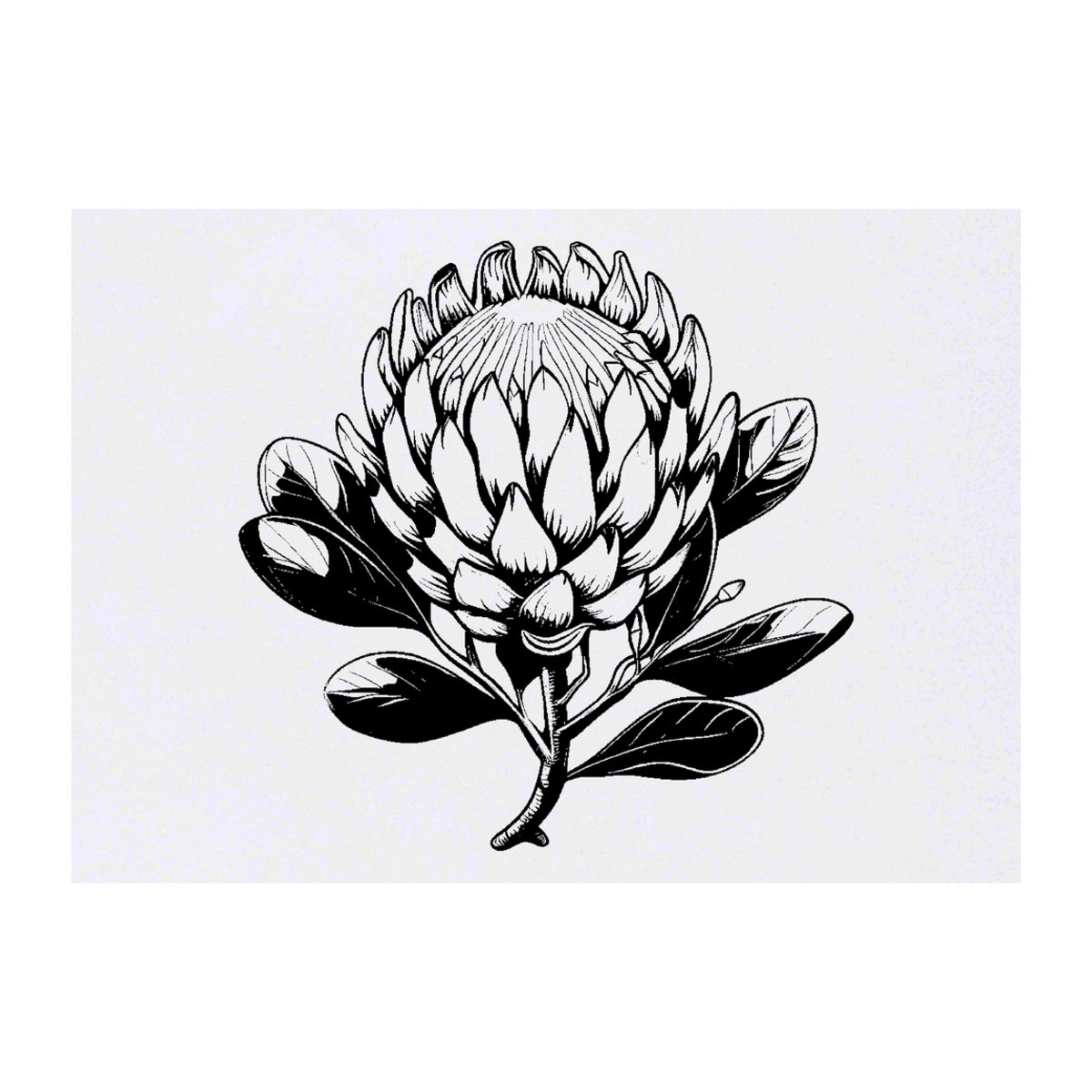 'Protea Flower' Temporary Tattoo -  Water Resistant, Skin-Safe, Non-Toxic Transfer (TO00073503)