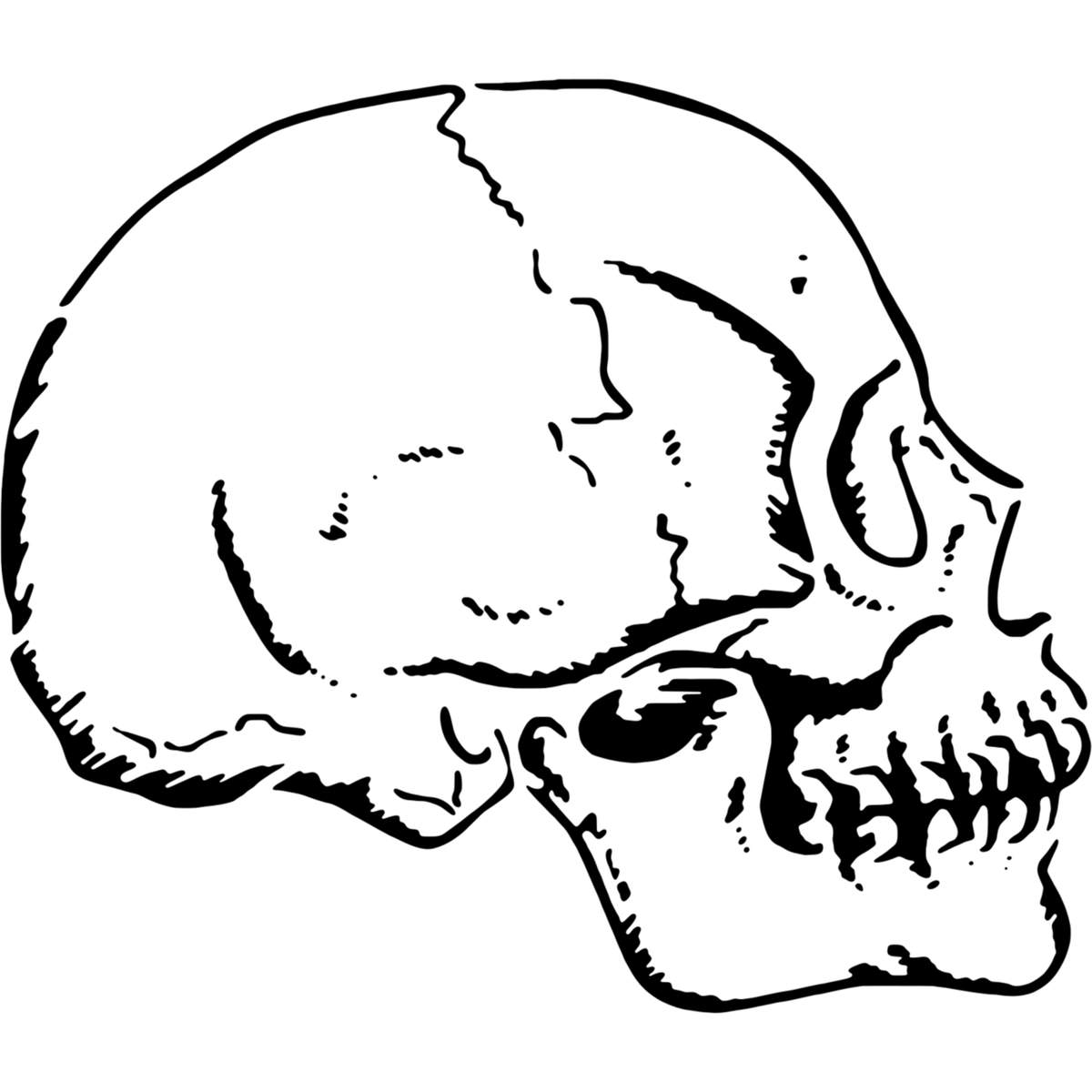 'Skull In Profile' Reusable Stencil – Durable Decorative Template for Painting and Spraying on Walls, Tiles, Wood, Fabric & Craft Projects - XXL (A2) (WS00015301)