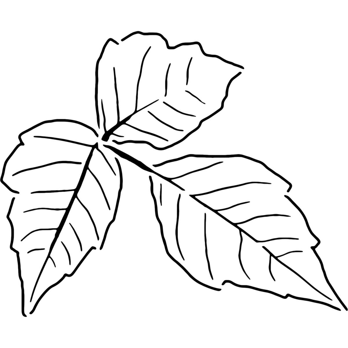 'Poison Ivy' Reusable Stencils – Durable Decorative Templates for Painting and Spraying on Walls, Tiles, Wood, Fabric & Craft Projects (WS046509)