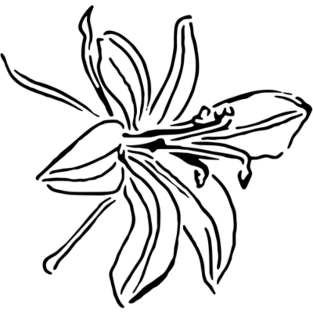 'Orchid Flower' Wall Stencils / Templates (WS010295)