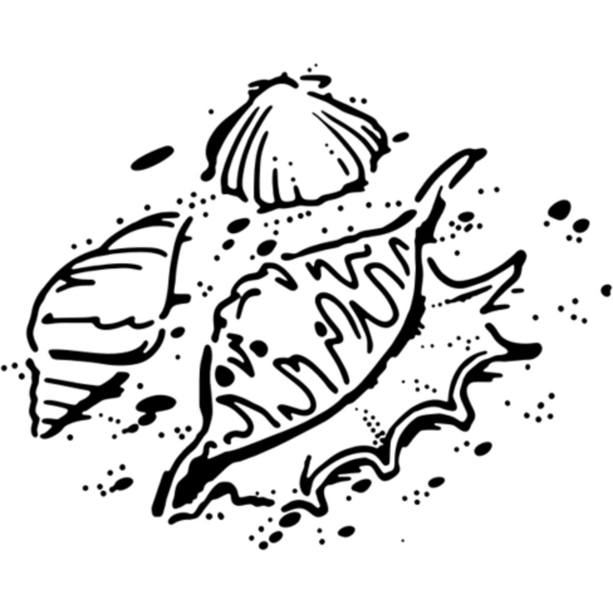 'Sea Shells' Reusable Stencil – Durable Decorative Template for Painting and Spraying on Walls, Tiles, Wood, Fabric & Craft Projects - M (A5) (WS00035612)