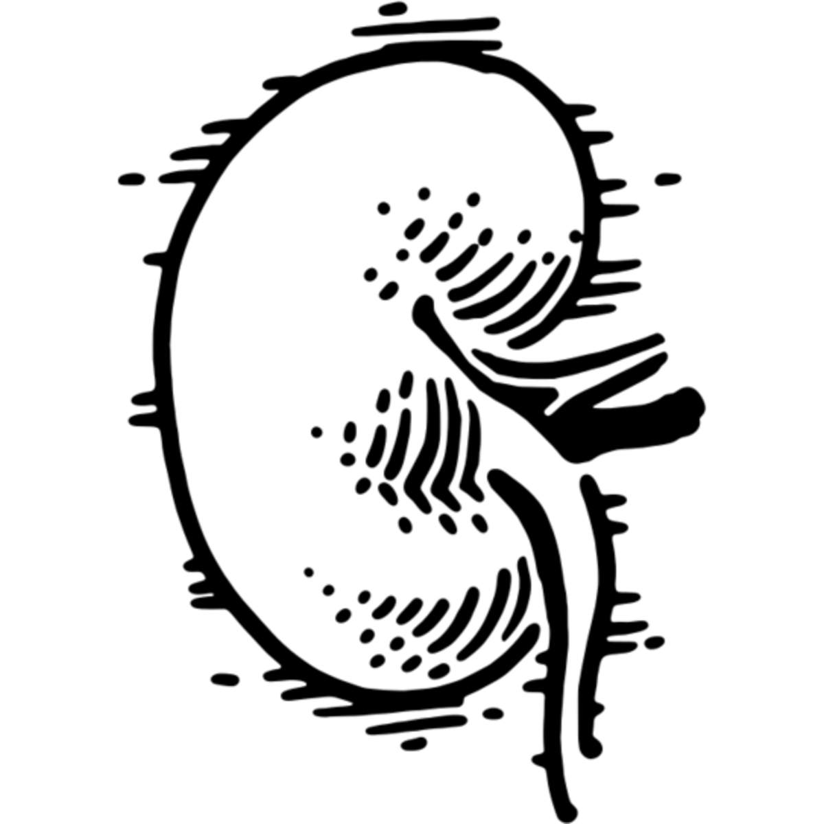 'Kidney' Reusable Wall Stencil - M (A5) - Painting Template for Walls, Tiles, Wood, Fabric and Crafts (WS00046106)
